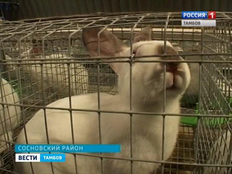 Строительство кроличьей фермы в Волгоградской области