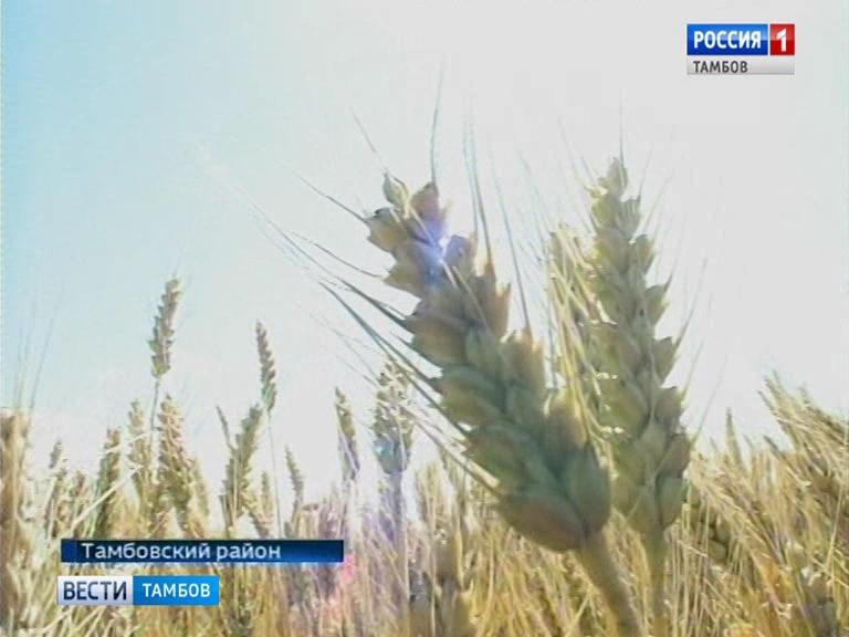 Авдеевка тамбовская область. Село Авдеевка Тамбовская область. Авдеевка Тамбовская область население. Село Авдеевка Тамбовская область карта. Авдеевка Тамбовская область Тамбов.