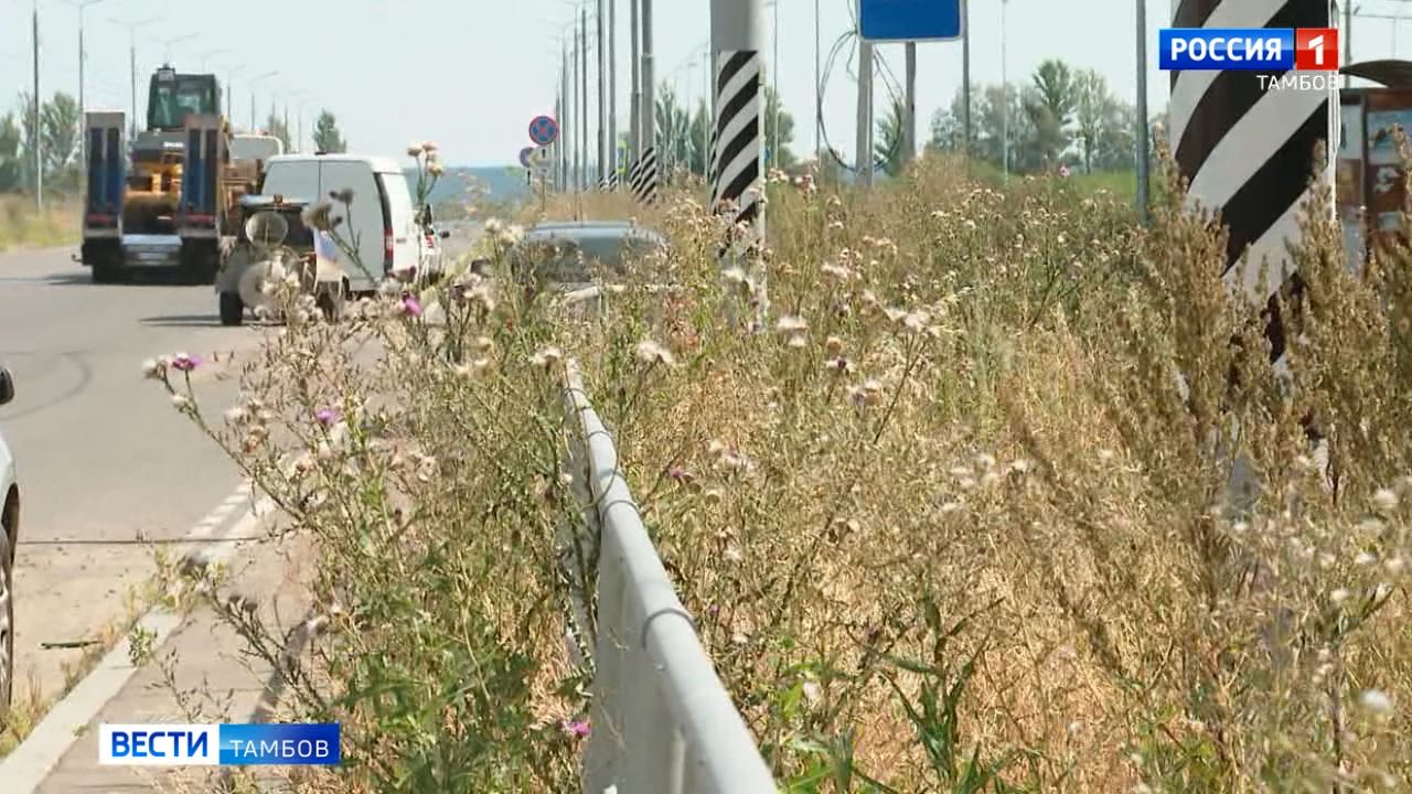 Трава у дома: почему у одних ее нет, а у других - заросли? - ВЕСТИ / Тамбов