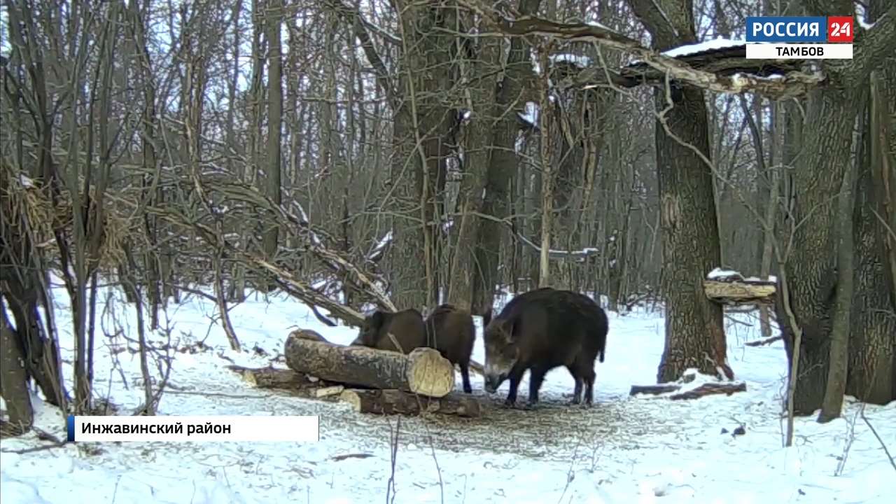 События недели — эфир от 27 декабря 2020 года - ВЕСТИ / Тамбов