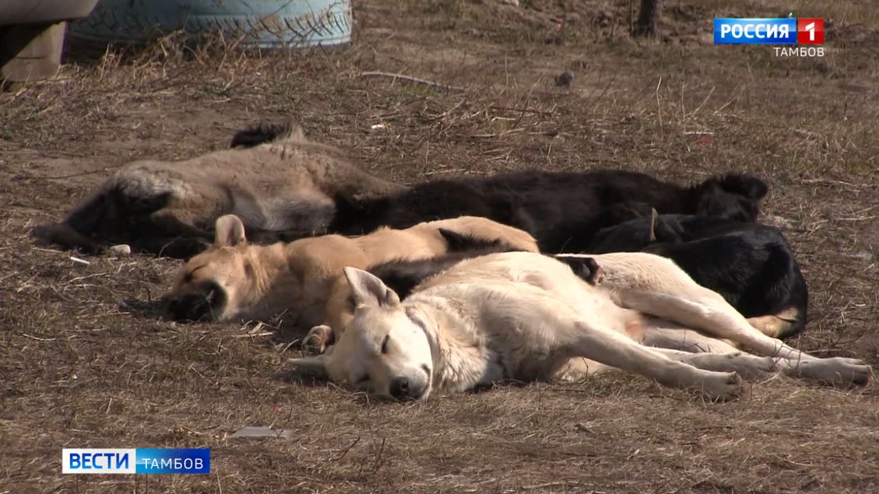 Бездомные собаки обосновались во дворе многоэтажек на Сенько - ВЕСТИ /  Тамбов