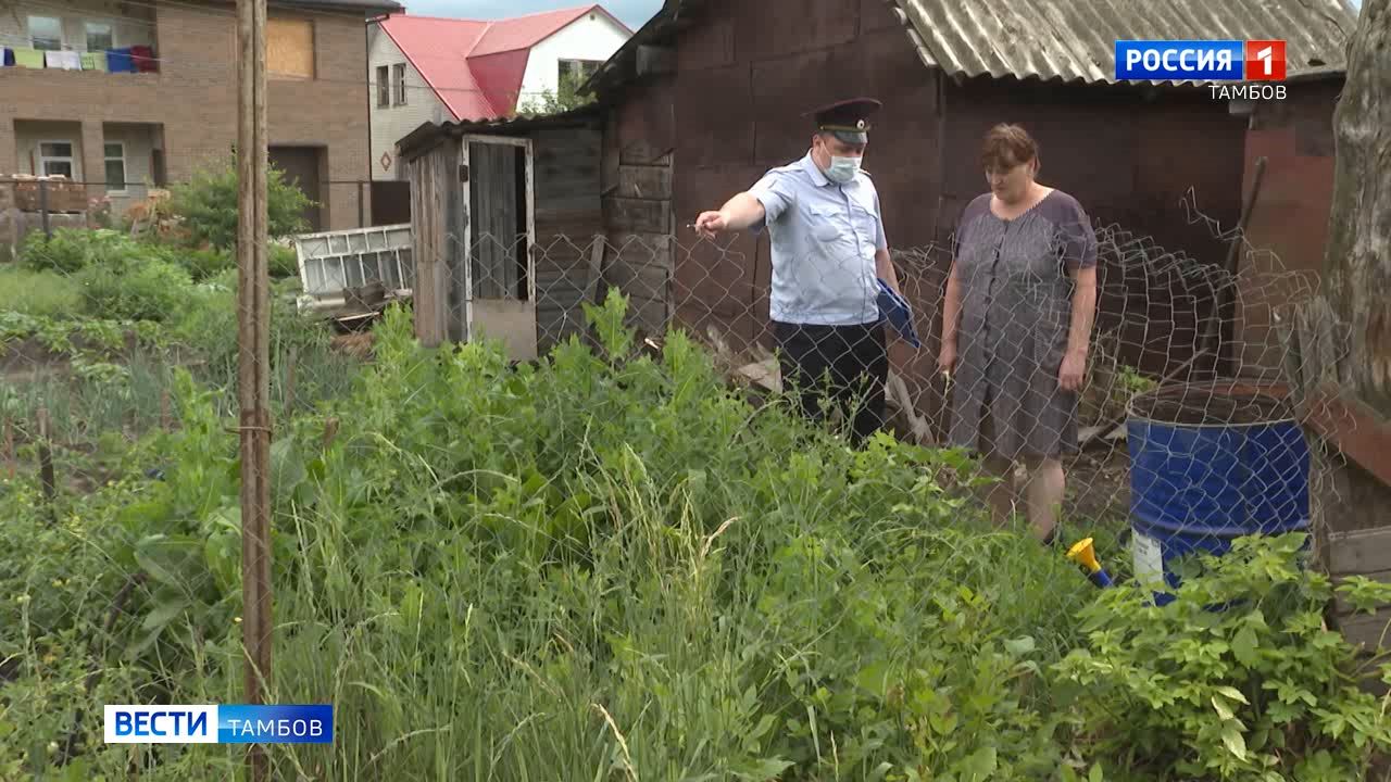 Сколько очагов дикорастущей конопли обнаружено в Тамбове. В регионе  завершили первый этап операции «Мак-2021» - ВЕСТИ / Тамбов