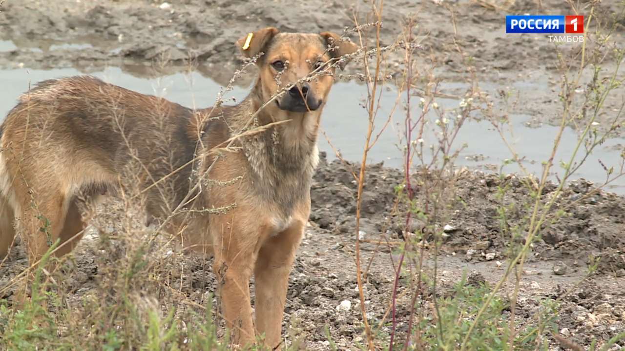 На улицах Уварова можно встретить уже около полусотни чипированных собак -  ВЕСТИ / Тамбов