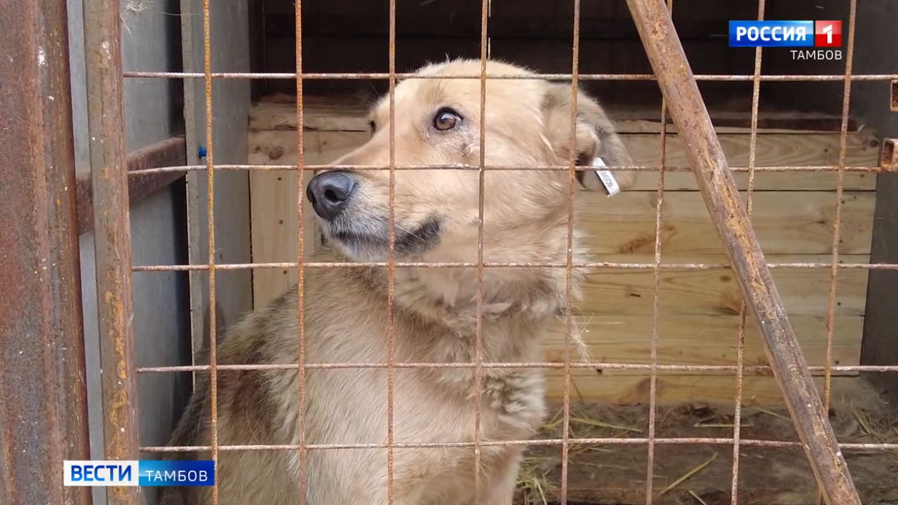 На отлов бездомных животных в Тамбовской области выделят около 27 миллионов  рублей - ВЕСТИ / Тамбов