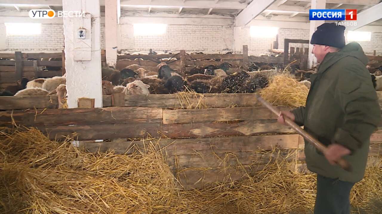 Беломестная Криуша стала центром овцеводства в Притамбовье - ВЕСТИ / Тамбов