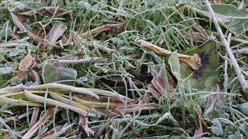 Аграриям и дачникам рекомендуют укрывать растения на ночь: в регионе снова ожидаются заморозки