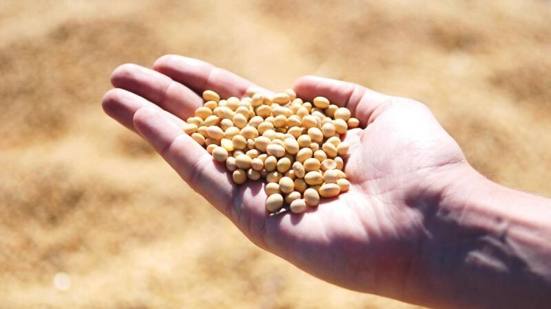 На Тамбовщине сельхозпроизводители засеяли соей более 156 тысяч гектаров пашни