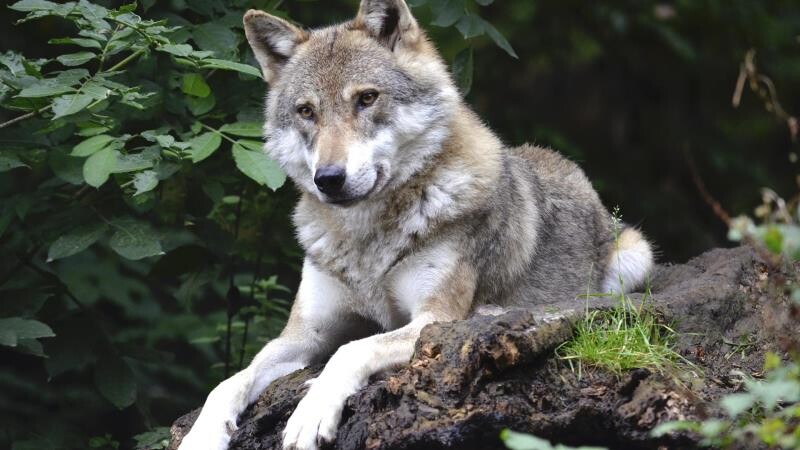 Стала известна численность волка в лесах Тамбовской области