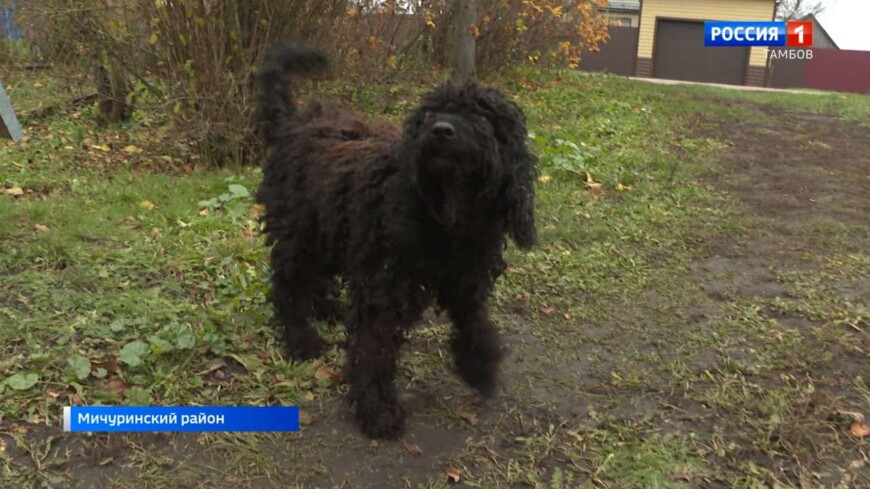 «Только очень жди»: в Мичуринском районе пёс ждёт защитника Донбасса