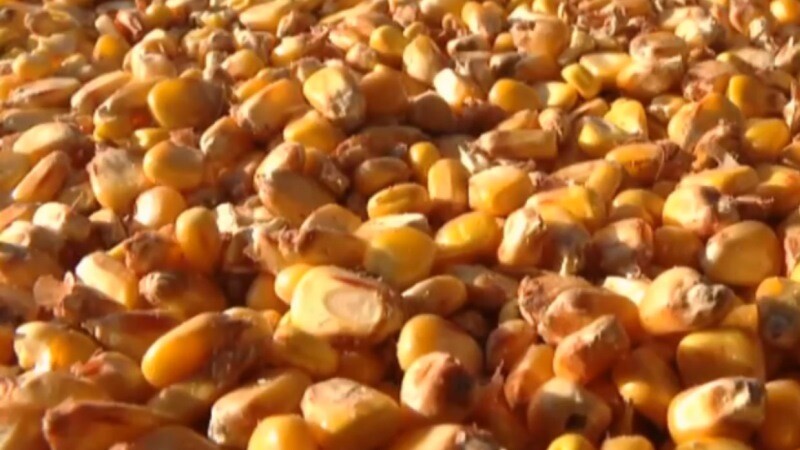 В Притамбовье идёт уборка кукурузы на зерно