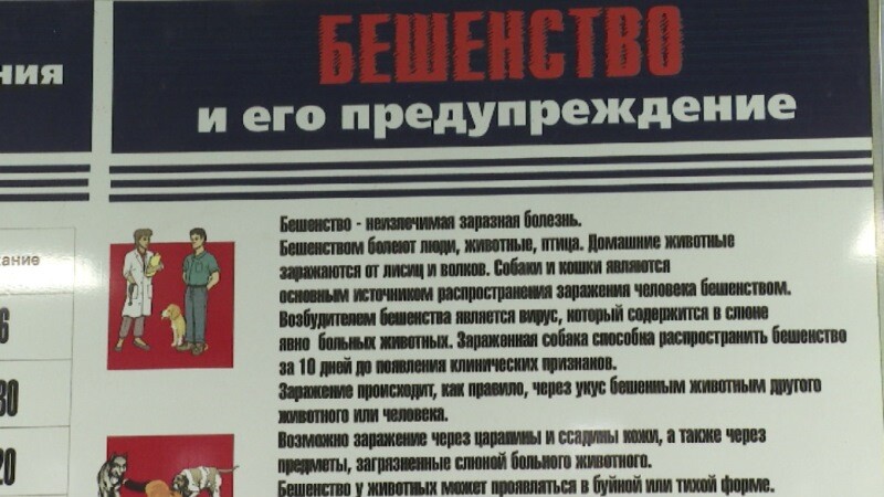 В поселке Пичаевского района объявлен карантин по бешенству