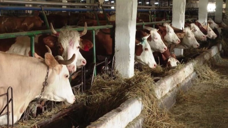 В Тамбовской области выявили лейкоз крупного рогатого скота