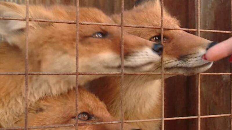 В Бондарском районе собаку покусала бешеная лисица