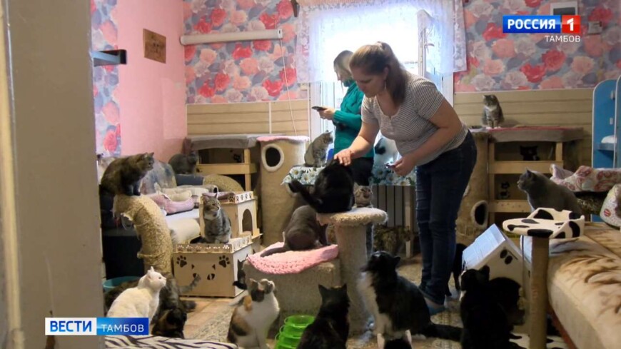 Частный приют «Кошкин дом» просит неравнодушных людей о помощи