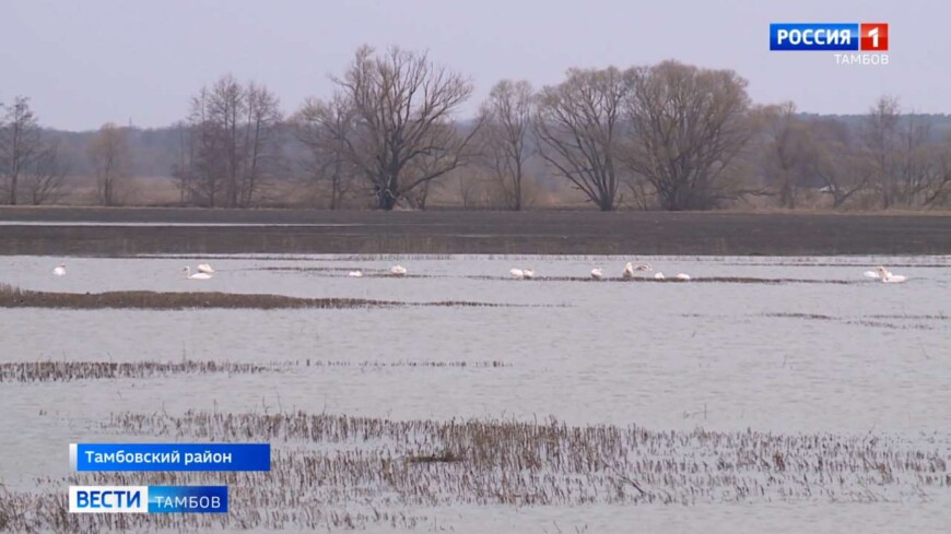 Перелетные лебеди встали на стоянку на озере посреди поля под Тамбовом