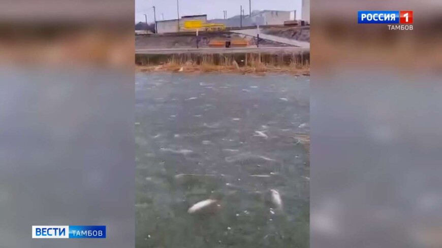 Ценный белый амур погиб в уваровском пруду