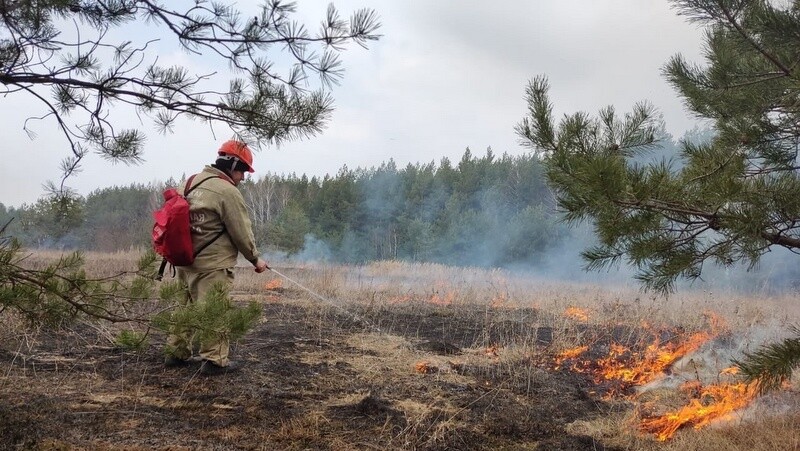 В тамбовских лесах выжгли 30 гектаров сухостоя