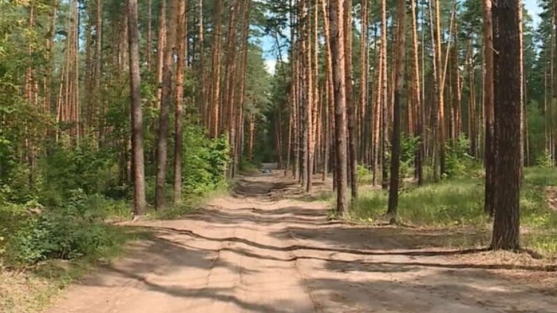В Тамбовской области обследуют состояние лесополос