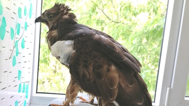 Сотрудники мичуринского Центра охраны хищных птиц выходили раненого осоеда