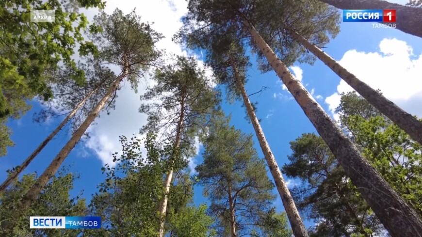 Чёрный лесоруб «наломал дров» почти на 2 миллиона рублей в Тамбовской области