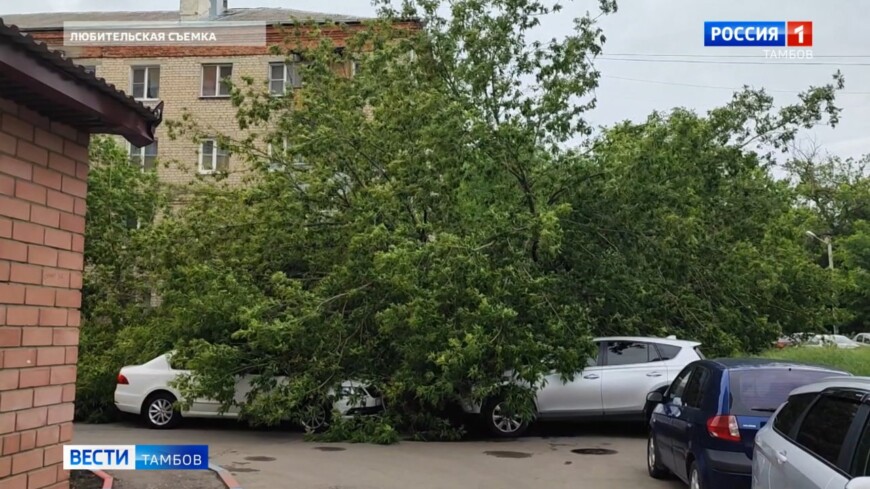 Дерево упало на автомобили в одном из дворов Тамбова