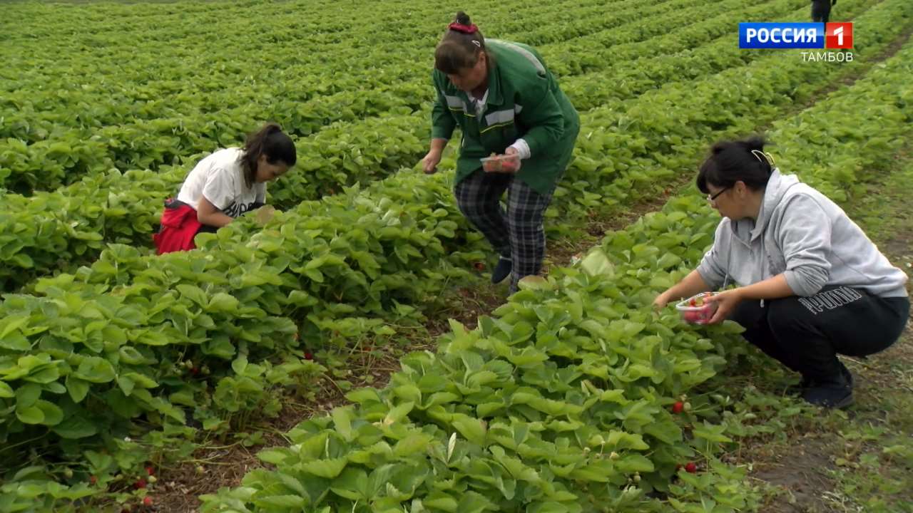 В регионе начали массовый сбор урожая клубники - ВЕСТИ / Тамбов