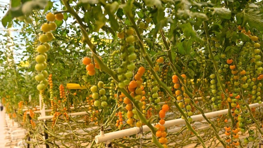 ПМЭФ-2023: В регионе станет больше теплиц для овощей