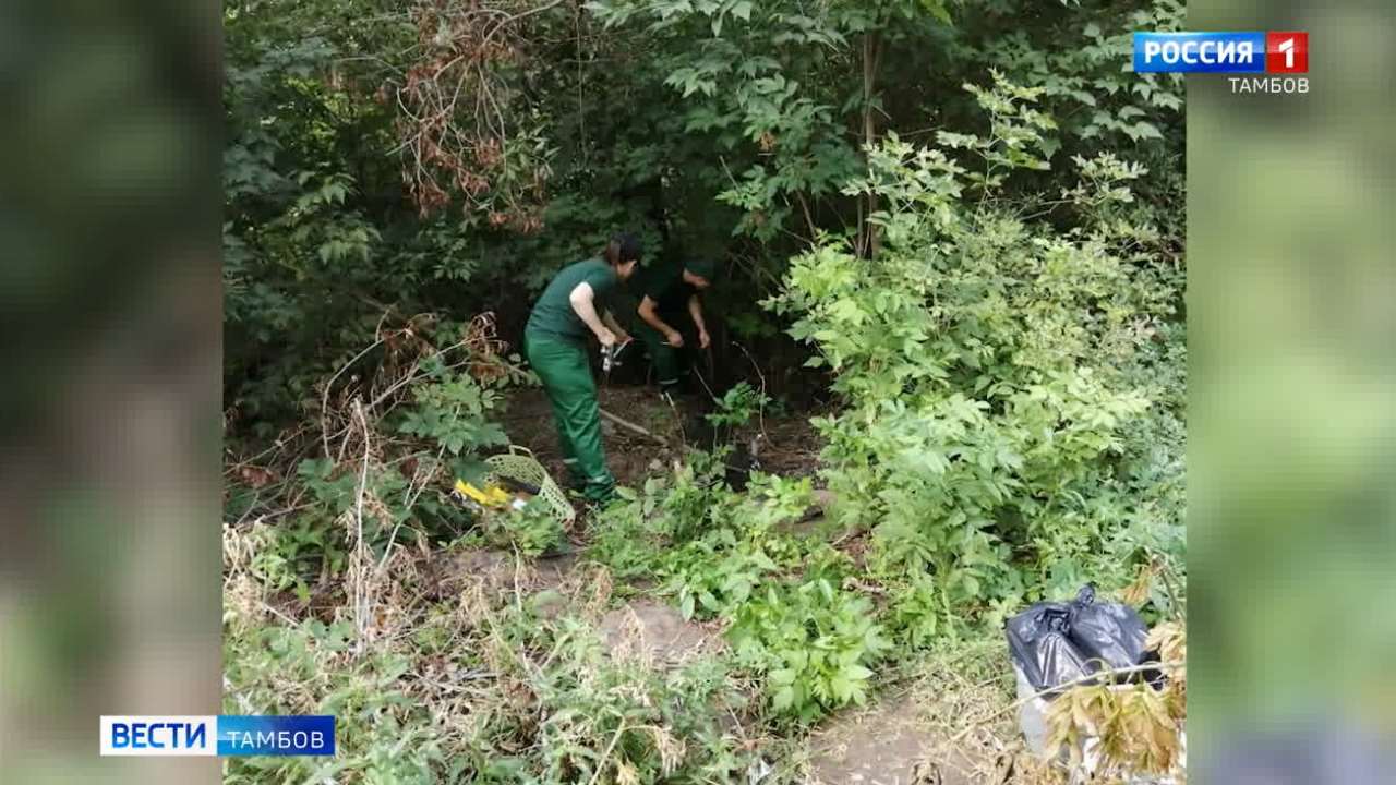 Угроза экологического бедствия на берегах Жигалки - ВЕСТИ / Тамбов