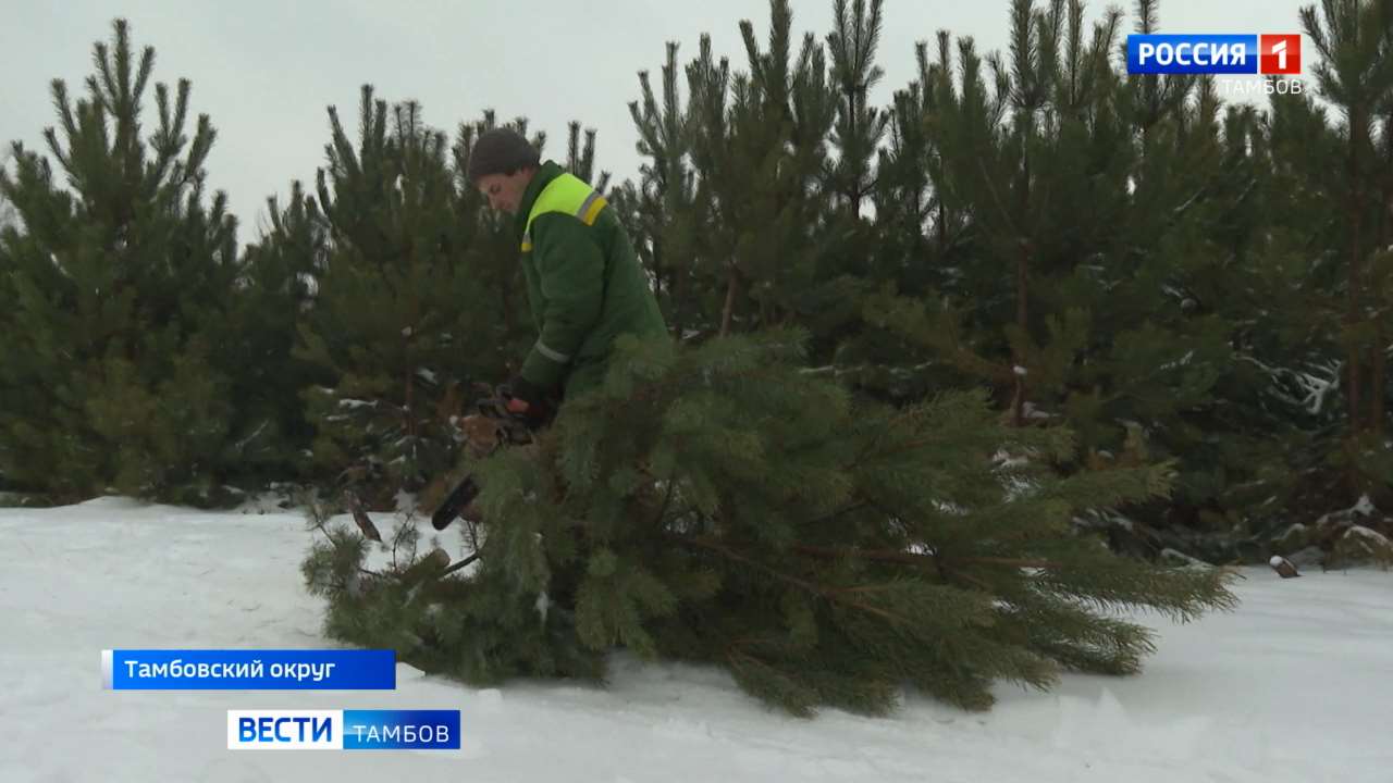 Тамбов горельский лесхоз