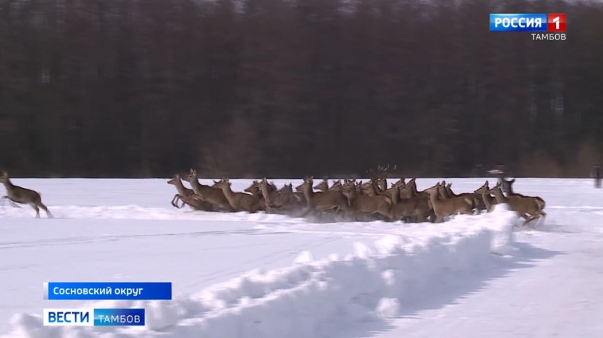 В леса Сосновского округа выпущены европейские олени