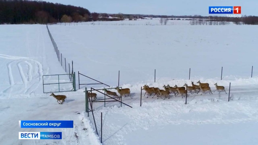 В леса Сосновского округа выпущено стадо европейских благородных оленей