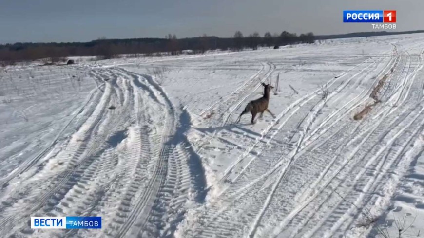 В леса Сосновского округа выпустили еще 11 оленей