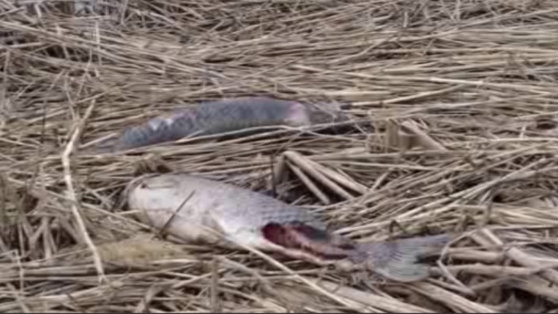 В одном из прудов Жердевского округа погибла рыба