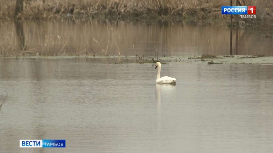 В селе Коптево Рассказовского округа замечена стая благородных лебедей