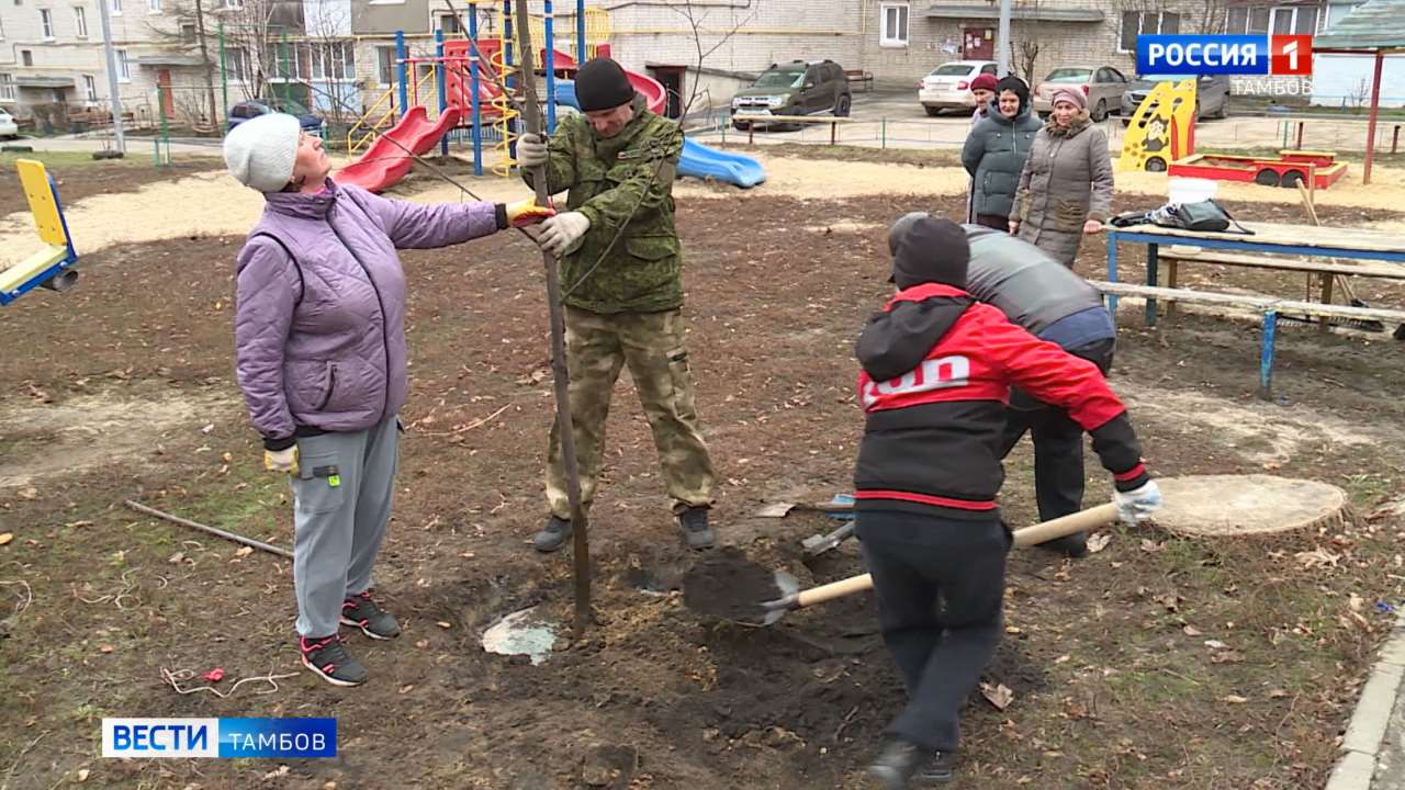 На Островитянова высадили новые деревья - ВЕСТИ / Тамбов