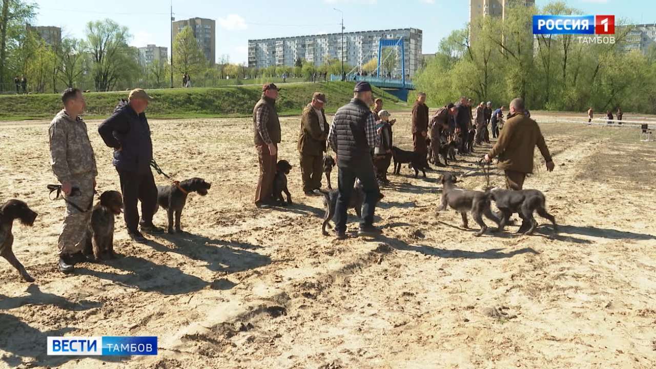 Более 50 четвероногих питомцев приняли участие в тамбовском открытом Чемпионате легавых собак