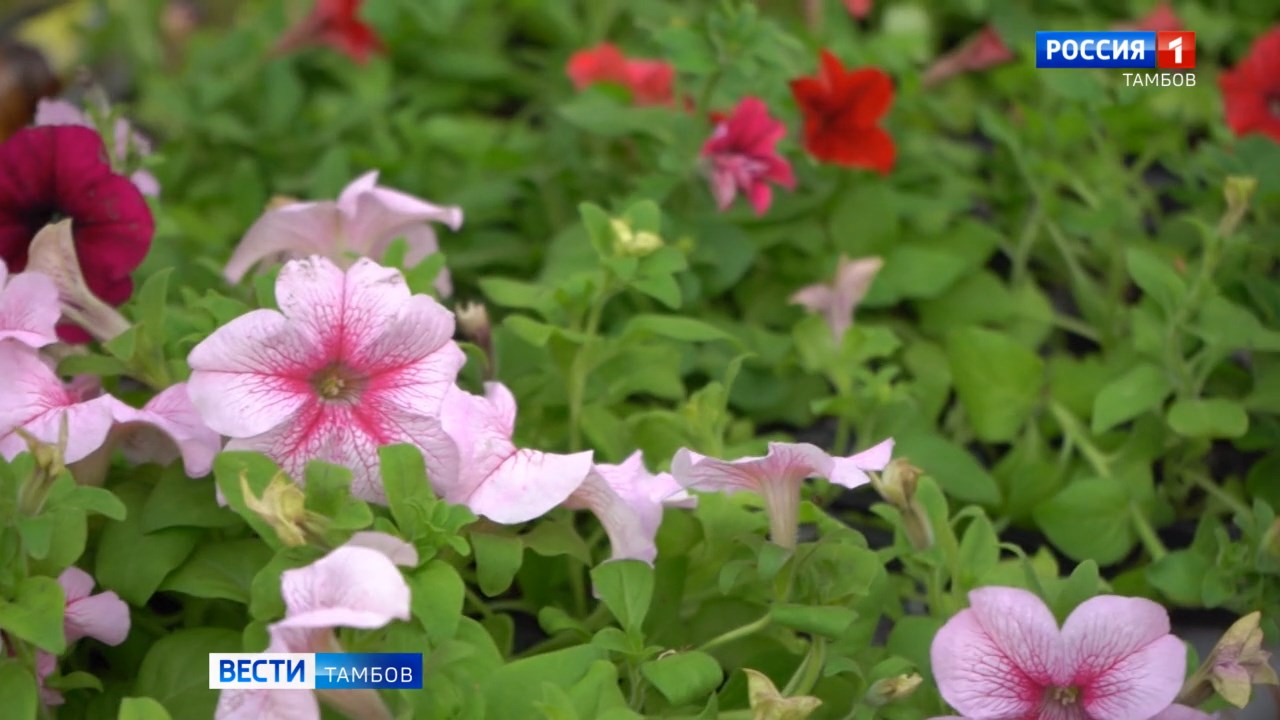 Фестиваль цветов в Тамбове ждёт гостей