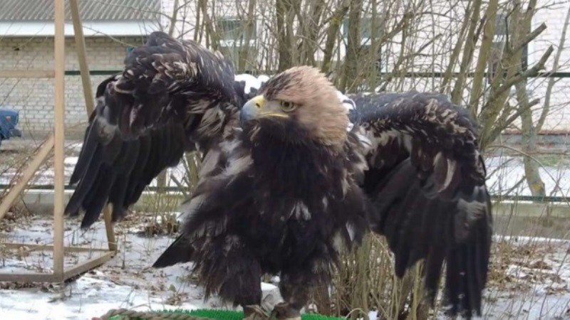 Неравнодушные граждане могут взять опеку над подопечными Центра охраны хищных птиц в Мичуринске