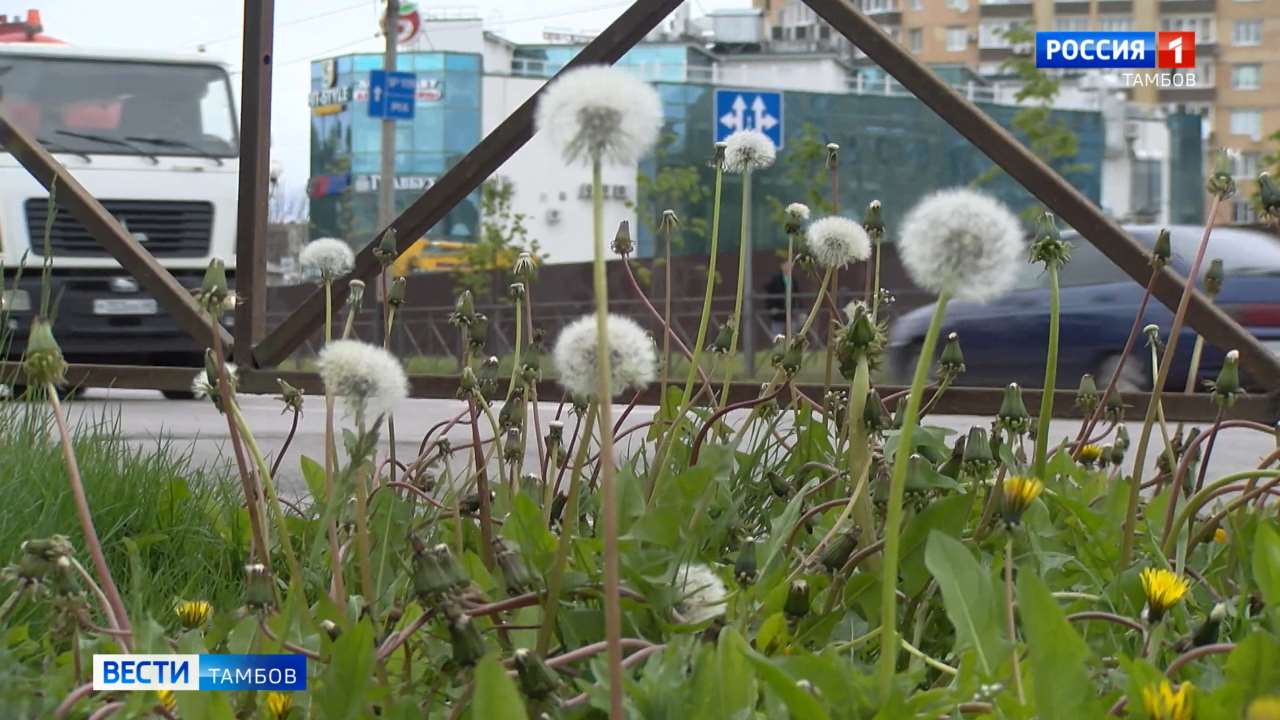 Заморозки в Тамбовской области больше не прогнозируются - ВЕСТИ / Тамбов