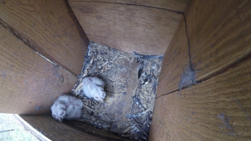 В созданных мичуринскими орнитологами искусственных гнездовьях появились первые птенцы
