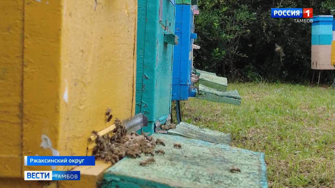 Тамбовские пчеловоды пожаловались на гибель подопечных - ВЕСТИ / Тамбов