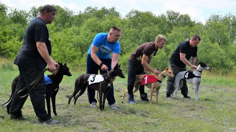 На Грачёвом лугу проведут соревнования по бегу борзых собак «Быкова гора»