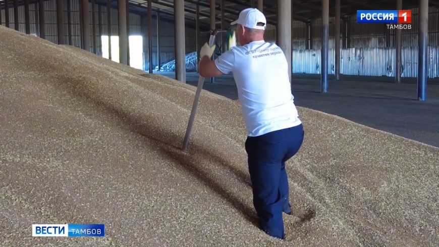 В Тамбовской области исследуют почти 2 миллиона тысяч тонн пшеницы