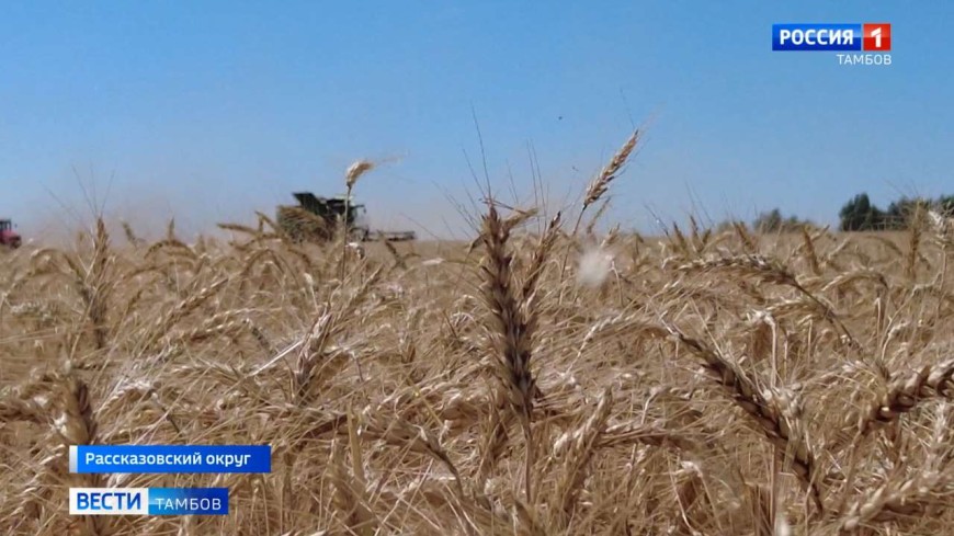 Госмониторинг зерна: в Тамбовской области планируют исследовать 1 миллион 700 тысяч тонн пшеницы