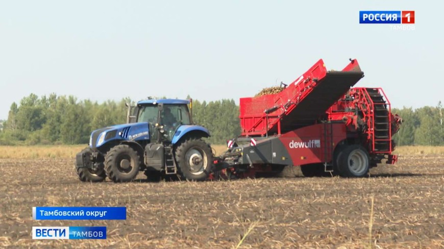 В Тамбовской области начали уборку картофеля