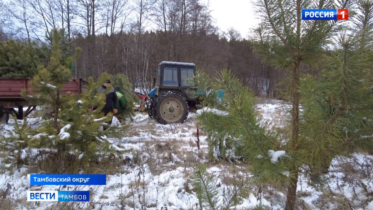 Горельский лесхоз готовится к Новому году