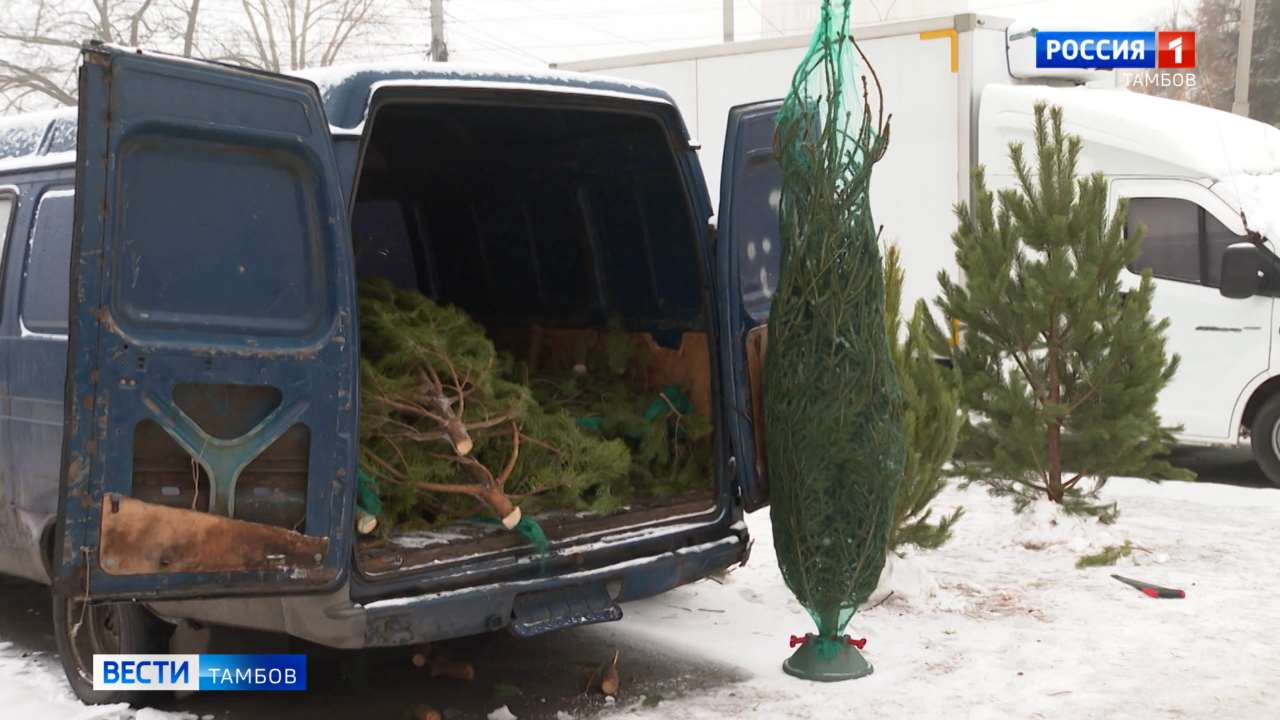 В Тамбове провели рейды по местам несанкционированной торговли ёлками