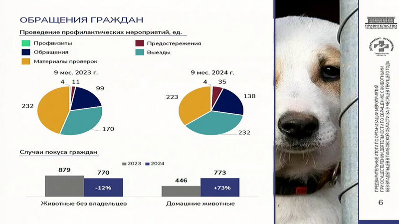В Тамбовской области изучат опыт Москвы по обращению с бездомными животными