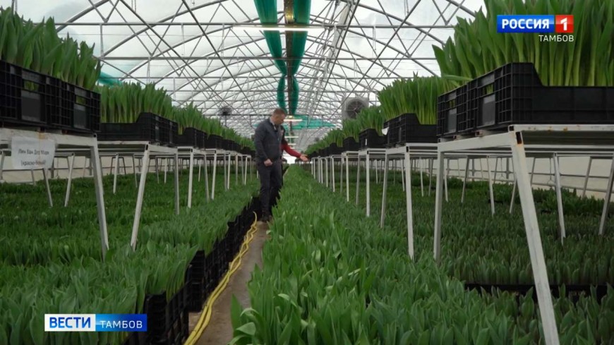 В Тамбовском округе станет больше тюльпановых плантаций