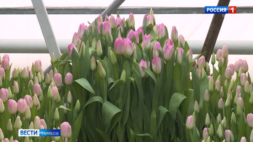 Специалисты Россельхознадзора проверили тюльпаны